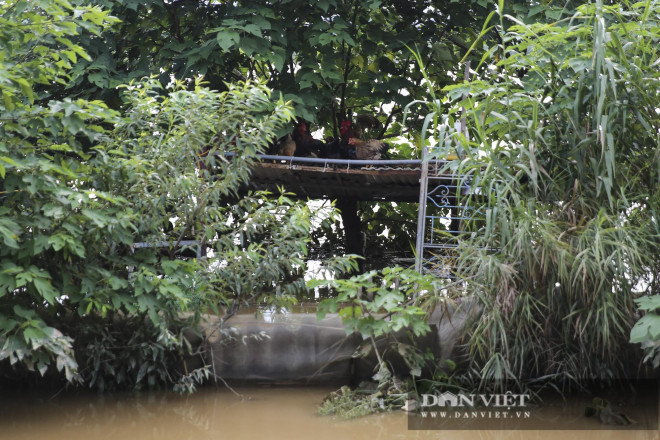 Trung Quốc xả lũ sông Hồng, người dân bất chấp nguy hiểm ra bơi - 8