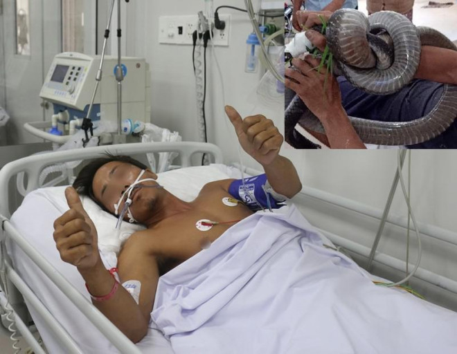 Người đàn ông ôm rắn hổ mang cấp cứu: "Tưởng hôm qua chết rồi" - 2