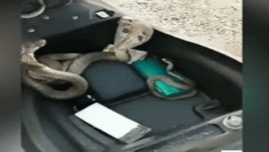 Video: Thót tim cảnh bật cốp xe ga thấy 3 con rắn hổ mang - 1