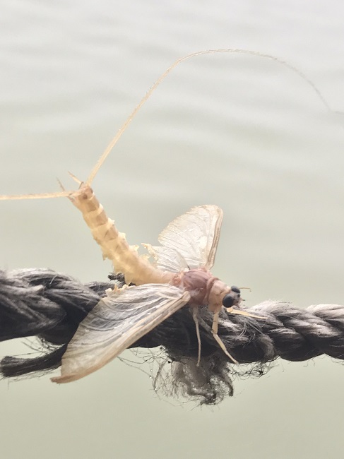 Kỳ lạ loài côn trùng “vật vờ” ngoài sông Hồng được bán với giá hàng triệu đồng/kg - 1