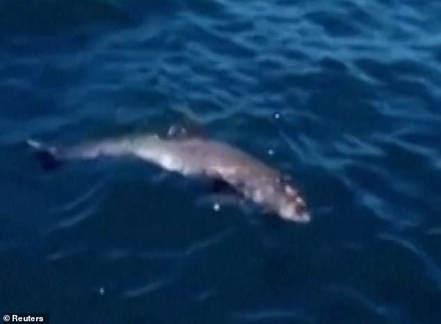 Video: Đau xót cảnh cá heo mẹ hấp hối vẫn cố cứu con đã chết - 1