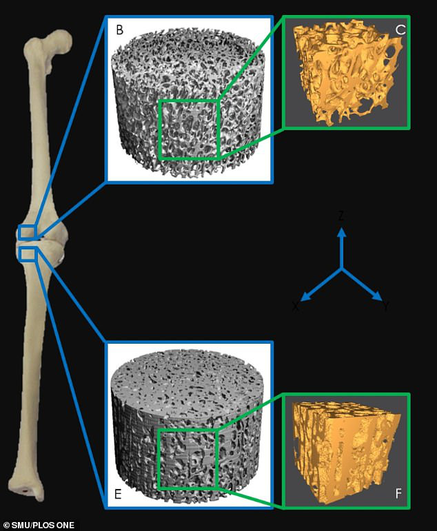 Mẩu hài cốt tiết lộ bí ẩn những "quái thú" vĩ đại nhất thế giới - 2