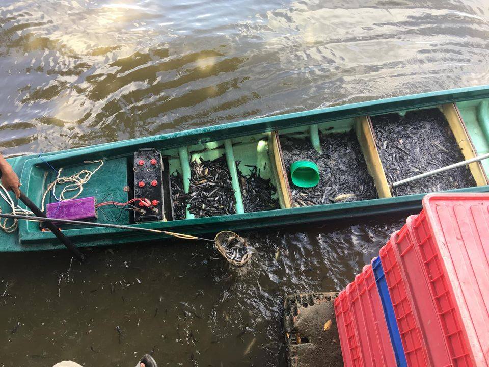 Vu Lan, người Sài Gòn ngao ngán nhìn cá vừa phóng sinh bị chích điện, bắt lại - 15