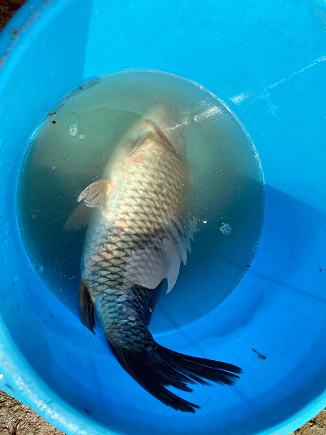 Vu Lan, người Sài Gòn ngao ngán nhìn cá vừa phóng sinh bị chích điện, bắt lại - 10