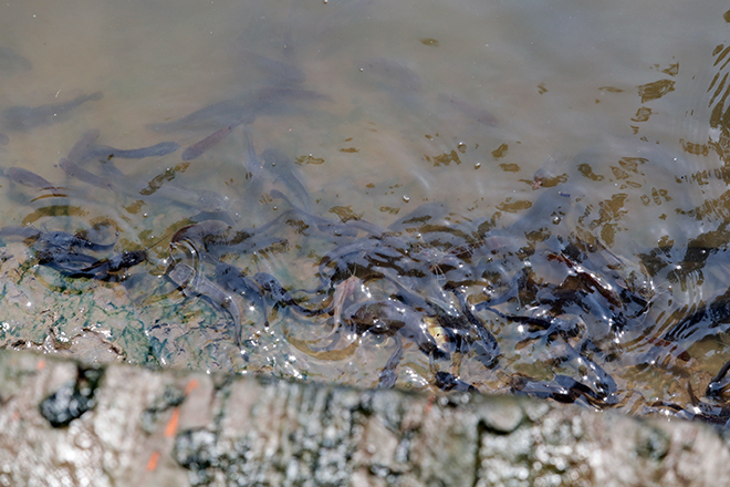 Vu Lan, người Sài Gòn ngao ngán nhìn cá vừa phóng sinh bị chích điện, bắt lại - 11
