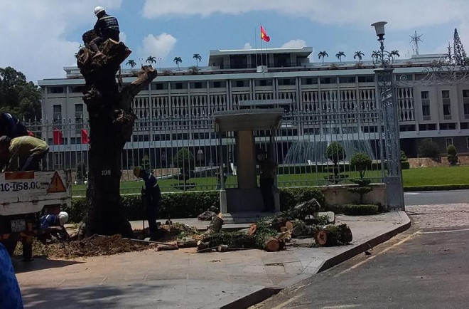 Lý do cây xanh lâu năm trước Dinh Độc Lập bị đốn hạ - 2