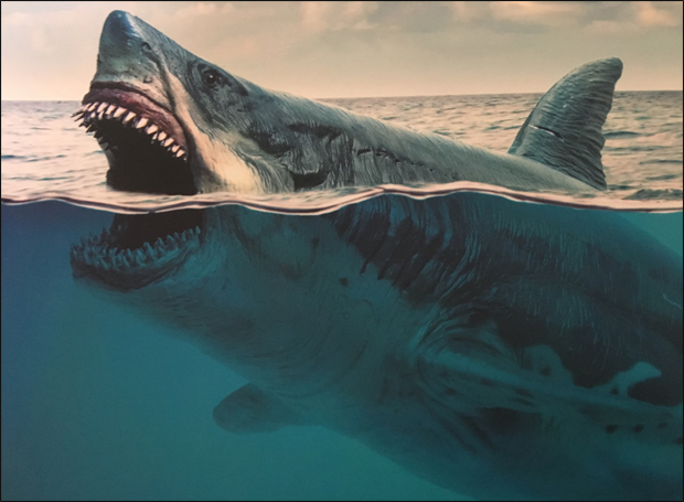 Hé Lộ Kích Thước Thực Sự Của Siêu Cá Mập Megalodon: Con Người Chỉ Bằng Cái  Vây