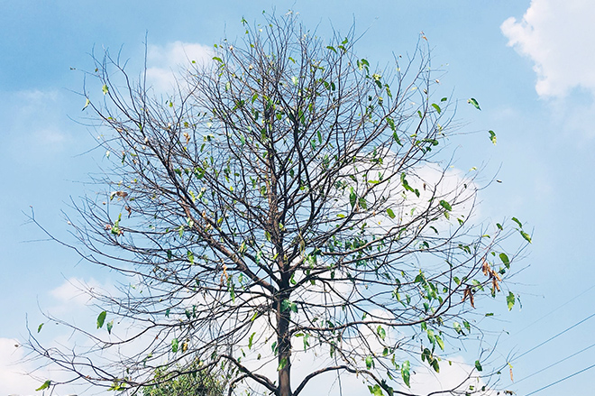 Rùng mình cảnh sâu bò lúc nhúc, ăn trụi lá cây xanh ở Sài Gòn - 10