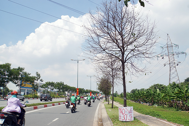 Rùng mình cảnh sâu bò lúc nhúc, ăn trụi lá cây xanh ở Sài Gòn - 12