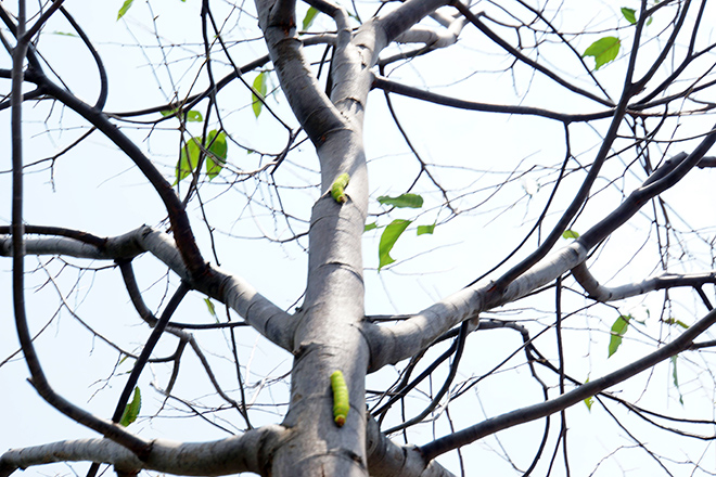 Rùng mình cảnh sâu bò lúc nhúc, ăn trụi lá cây xanh ở Sài Gòn - 3