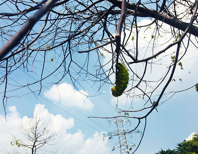 Rùng mình cảnh sâu bò lúc nhúc, ăn trụi lá cây xanh ở Sài Gòn - 4