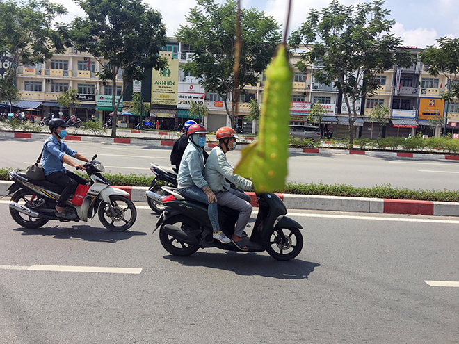 Rùng mình cảnh sâu bò lúc nhúc, ăn trụi lá cây xanh ở Sài Gòn - 5