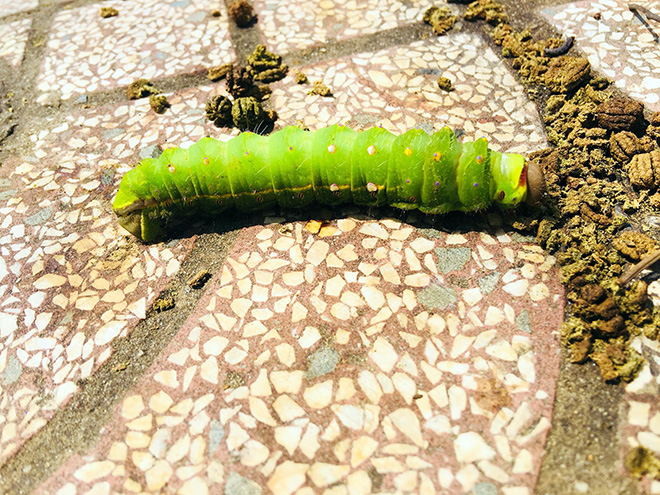 Rùng mình cảnh sâu bò lúc nhúc, ăn trụi lá cây xanh ở Sài Gòn - 6