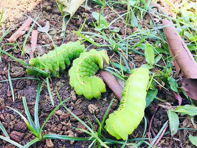 Rùng mình cảnh sâu bò lúc nhúc, ăn trụi lá cây xanh ở Sài Gòn - 7