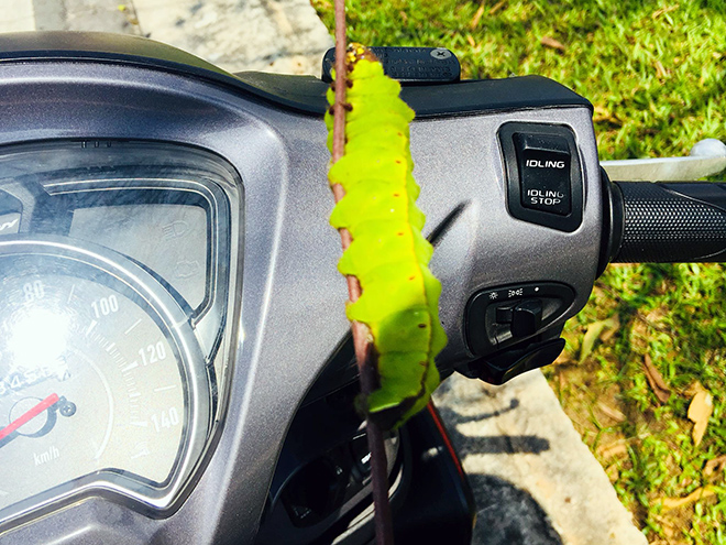 Rùng mình cảnh sâu bò lúc nhúc, ăn trụi lá cây xanh ở Sài Gòn - 8