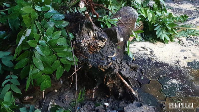 Cây bật gốc, tét nhánh đè nhiều người đi đường ở Gò Vấp - 3