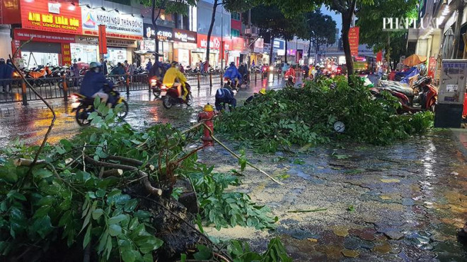 Cây bật gốc, tét nhánh đè nhiều người đi đường ở Gò Vấp - 2