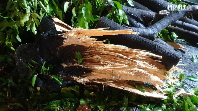 Cây bật gốc, tét nhánh đè nhiều người đi đường ở Gò Vấp - 5