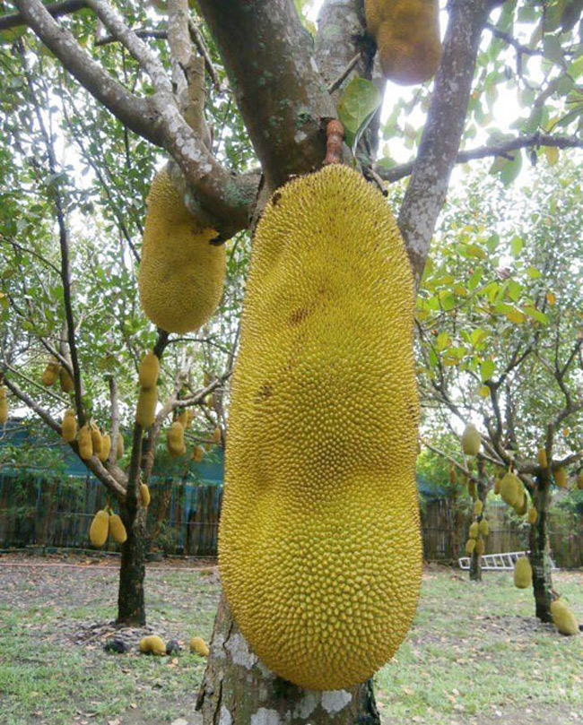 Cách đây vài năm, giống mít "siêu khủng" này từng gây sốt, nhiều người săn lùng và tìm mua
