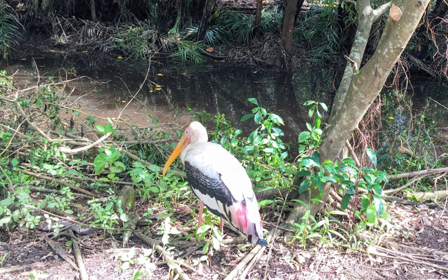 Đi rẻ, chơi khỏe 2 ngày 1 đêm đã đời ở Cà Mau chỉ với 1 triệu đồng - 13