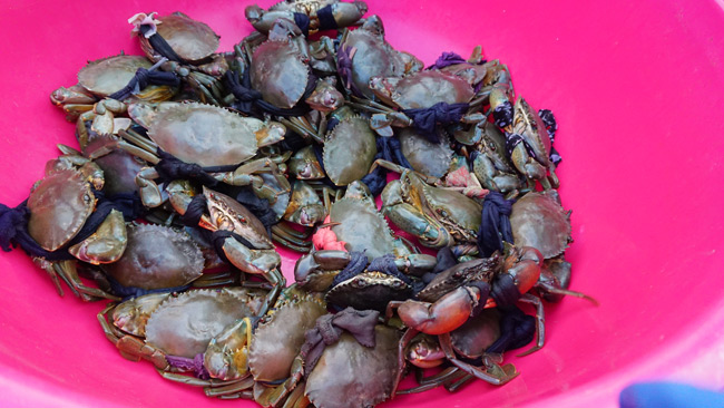 Đi rẻ, chơi khỏe 2 ngày 1 đêm đã đời ở Cà Mau chỉ với 1 triệu đồng - 28