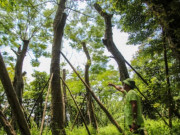 106 cây cổ thụ đường Kim Mã bị bỏ rơi: Ban Quản lý đường sắt đô thị Hà Nội lên tiếng
