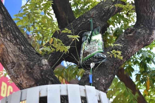 Vì sao hàng sưa đường Nguyễn Văn Huyên vừa “mặc giáp sắt”, vừa truyền dịch? - 2