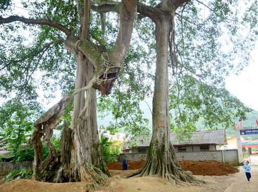 Bắc Sơn - bức tranh quyến rũ xứ Lạng - 5