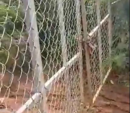 Xôn xao clip làm rụng 1 trái sầu riêng bị bắt đền 10 triệu đồng - 2