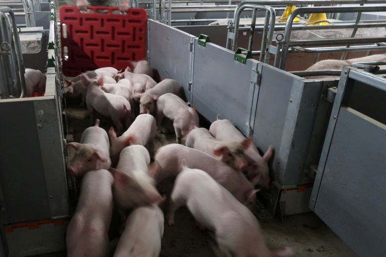 Nông dân Trung Quốc mang cả lợn đi thế chấp ngân hàng để hồi phục sau đại dịch - 1