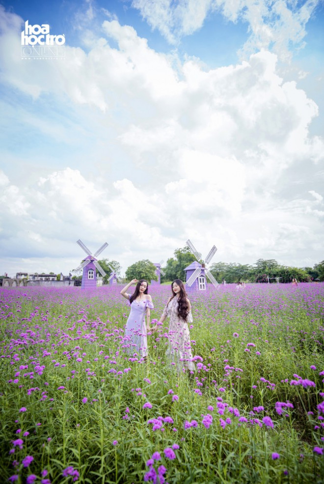 Giới trẻ Hà Nội rủ nhau check-in ở cánh đồng hoa oải hương rộng hàng chục nghìn mét vuông - 6