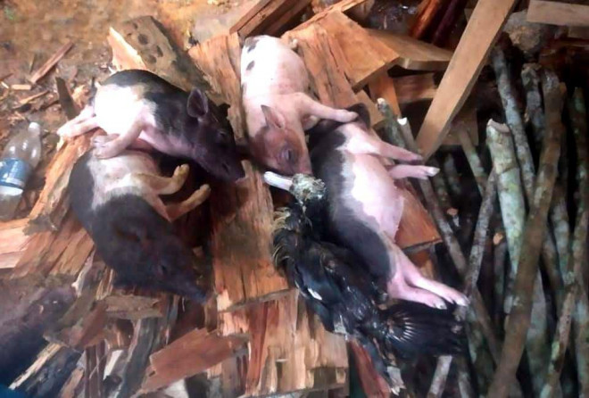 Clip: Thót tim cảnh giải cứu 9 người dân giữa dòng nước dữ ở Quảng Nam - 3