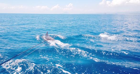 Đàn cá heo chen nhau chao lượn ven bờ biển Phú Yên - 3