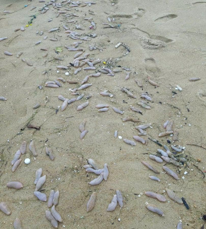 Sau bão số 5, hàng tạ sinh vật nghi hải sâm dạt vào bờ biển Thừa Thiên-Huế - 2