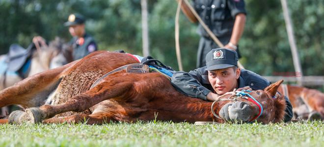 Những "chiến sĩ 4 chân" trung thành - 4
