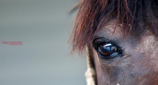 Những "chiến sĩ 4 chân" trung thành - 6