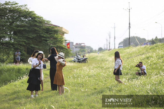 Giới trẻ Hà thành “phát sốt” với hàng triệu bông cỏ tranh trắng muốt ven sông Hồng - 9