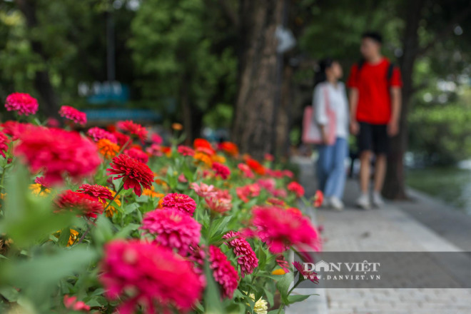 Chiêm ngưỡng những thảm hoa đẹp lung linh bên bờ hồ Hoàn Kiếm - 2