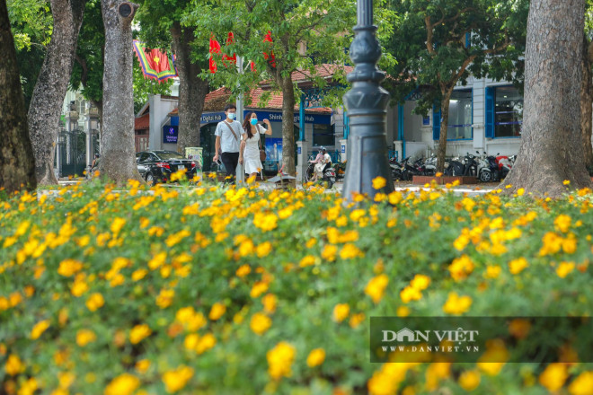 Chiêm ngưỡng những thảm hoa đẹp lung linh bên bờ hồ Hoàn Kiếm - 4