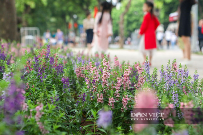 Chiêm ngưỡng những thảm hoa đẹp lung linh bên bờ hồ Hoàn Kiếm - 5