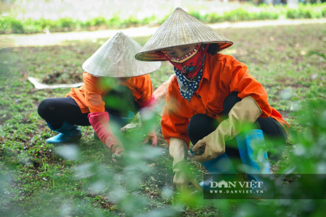 Chiêm ngưỡng những thảm hoa đẹp lung linh bên bờ hồ Hoàn Kiếm - 10