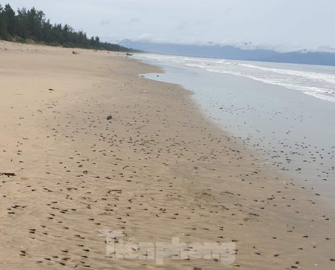 Người dân Quảng Bình nhận "lộc trời" chưa từng thấy sau cơn bão đi qua - 2