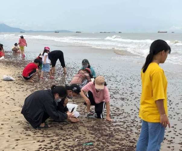 Người dân Quảng Bình nhận &#34;lộc trời&#34; chưa từng thấy sau cơn bão đi qua - 1