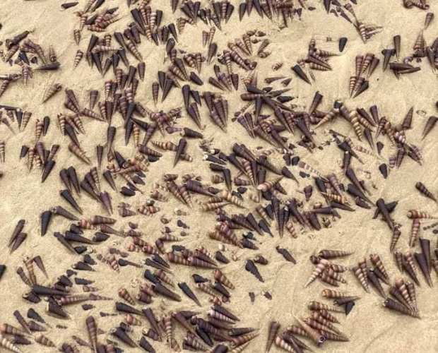 Người dân Quảng Bình nhận "lộc trời" chưa từng thấy sau cơn bão đi qua - 3