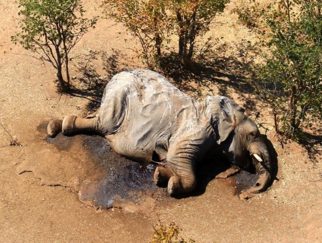 Tìm ra nguyên nhân hàng loạt voi đi vòng tròn quanh hồ nước rồi gục chết - 1