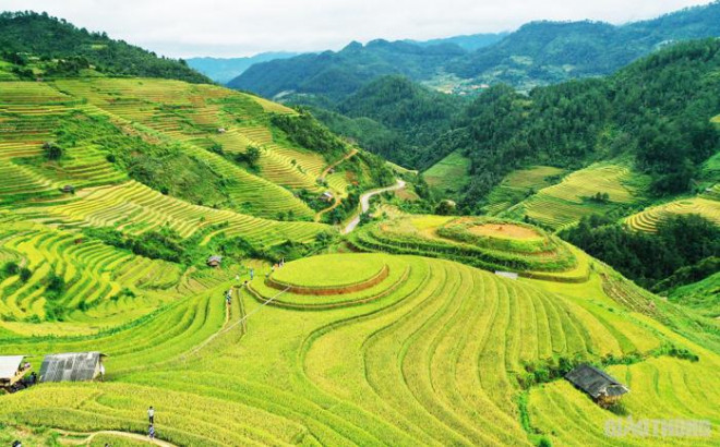 Vẻ đẹp hút hồn của những "nấc thang vàng" nơi rẻo cao Mù Cang Chải - 3