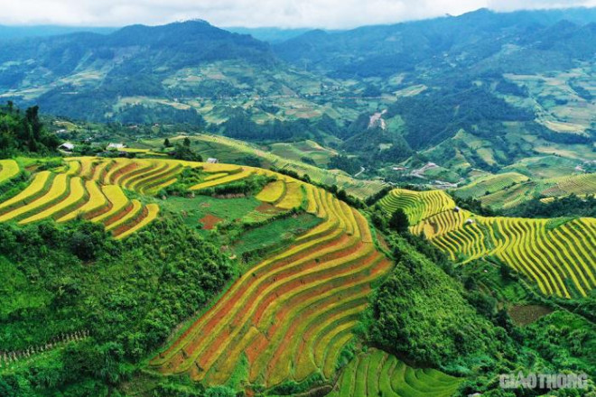 Vẻ đẹp hút hồn của những "nấc thang vàng" nơi rẻo cao Mù Cang Chải - 7