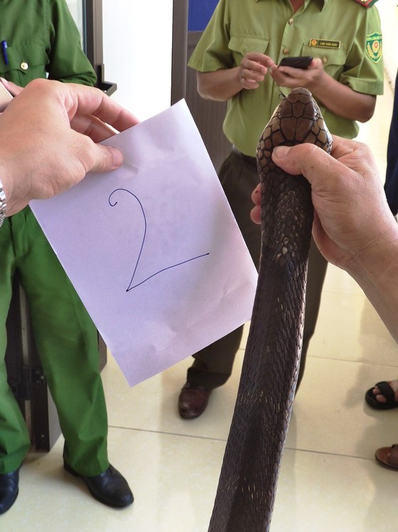 Tạm giữ 2 bố con mang rắn hổ mang chúa “khủng” đi bán - 2