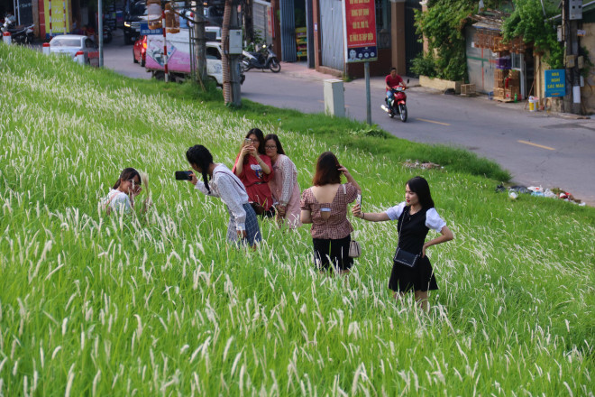 Những triền đê phủ trắng cỏ tranh ở Hà Nội - 3