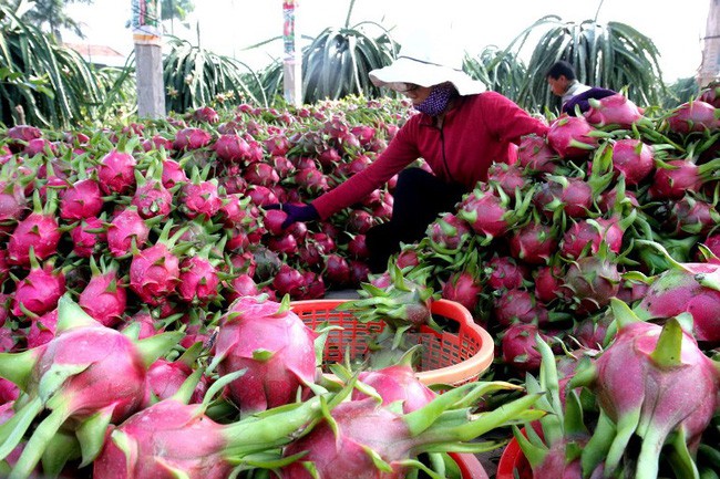 Hoa quả Việt xuất sang Trung Quốc: Nhiều tiềm năng còn bỏ ngỏ - 1